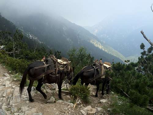 Mules on the way back