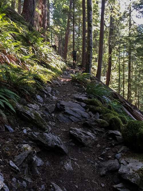 Climbing up the Hoh River Trail