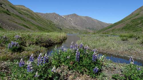 Lupine flowers in the Eagle Lake valley