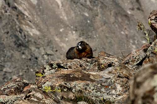 Marmot on Kelso Mountain