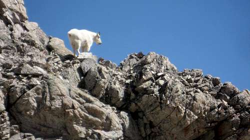 Mountain Goat at pass
