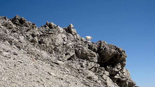 Mountain Goat -Standhope Peak pass