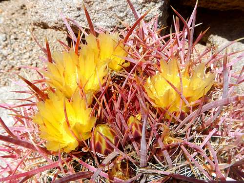 Yellow Cactus Flowers