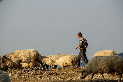 Shepherd life
