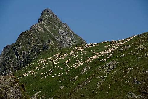 Sheepherding in Fagaras mountains