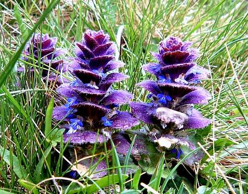 Ajuga pyramidalis, Ortles-Cevedale