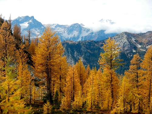 Lovely Larches