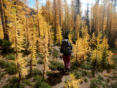Walking In Larches