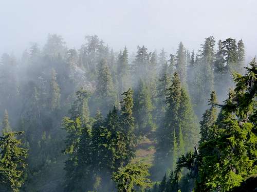 Forest and Fog