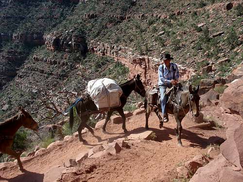 Mules going up the trail