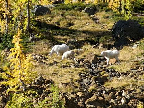 Mountaing Goats and larches