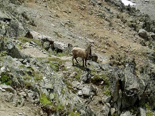Mountain goat (ibex) on Piza da la Val dal Forn