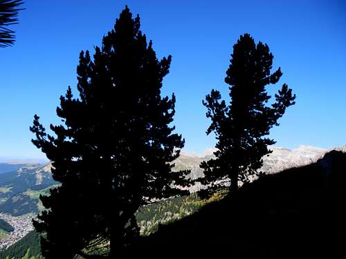 Pines grown on the summit
