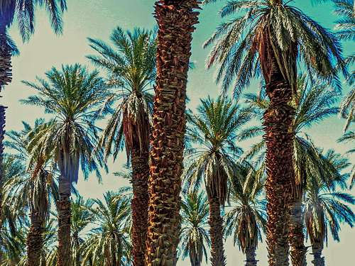 Palm oasis at Furnace Creek