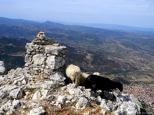 Sheep, essence of Sardinia highlands landscape