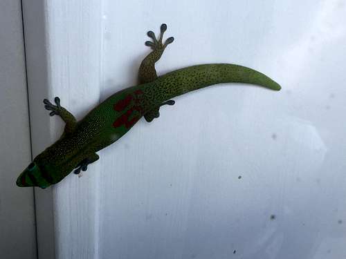 Day Gecko