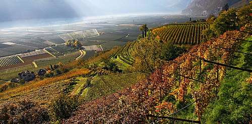 Wineyards near Kurtatsch/Cortaccia
