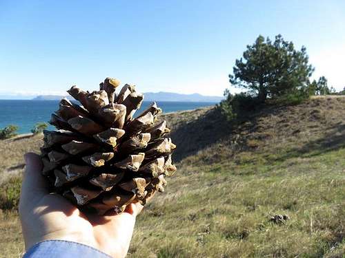 Torrey Pine Cone