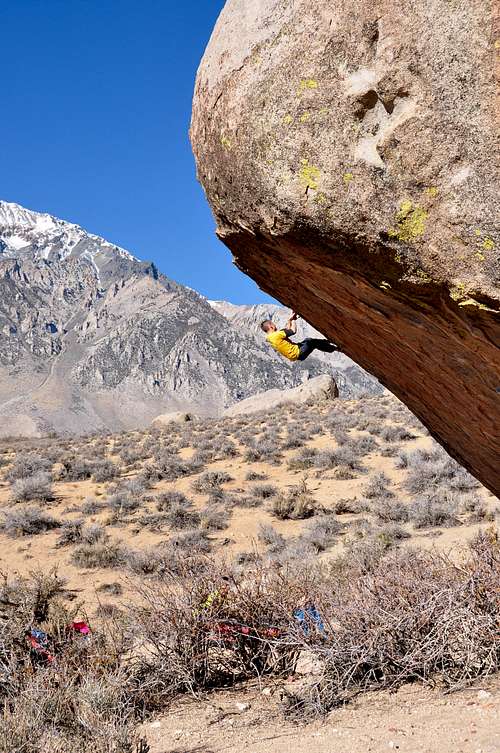 Evilution Direct, V11