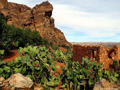 Prickly pears near Sid M'zal crags
