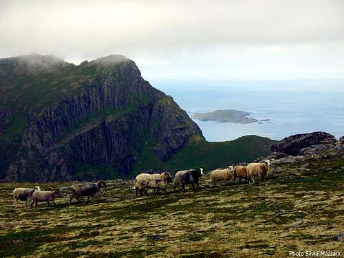 Sheep on Fingghameia, Dronningruta