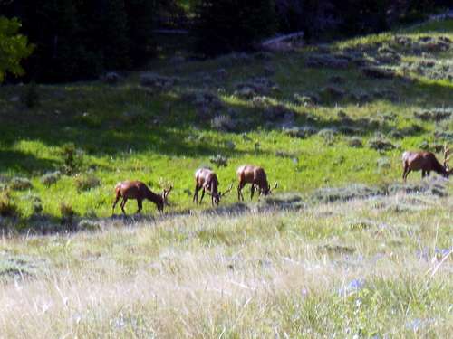 A group of bull elk