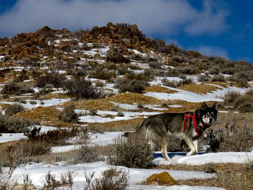Espen dog near the summit of Nine Hill