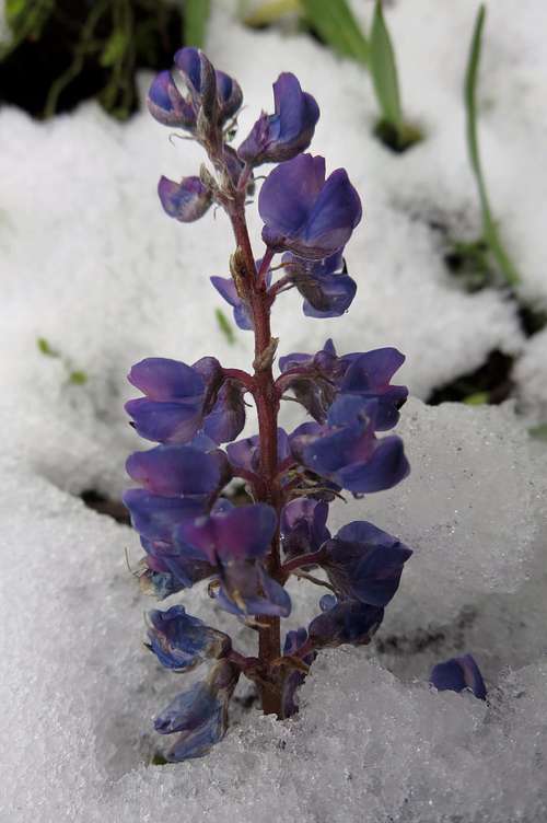 Lupine in Snow