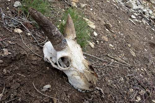 Bighorn Sheep Skull