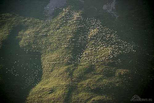 Fagaras sheepland
