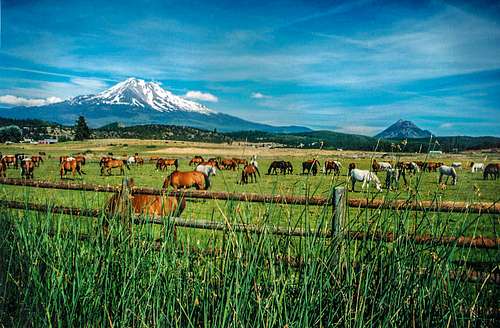 Mt. Shasta and a whole lot of horses.