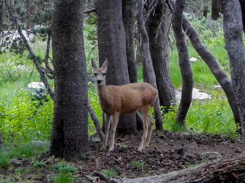 Deer at Dorothy Pass