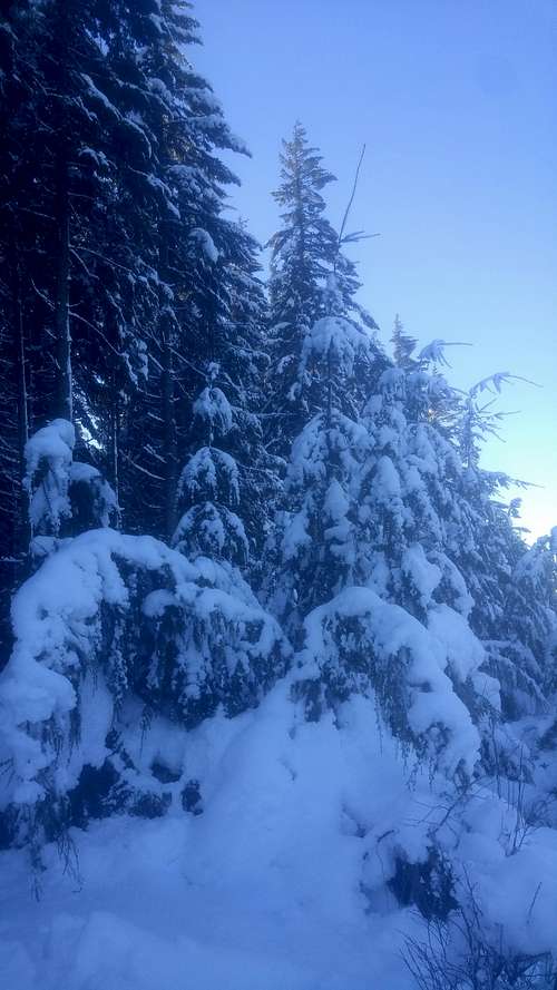 Snow covered trees as dusk comes in