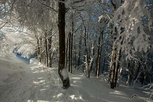 Bieszczady winter forest