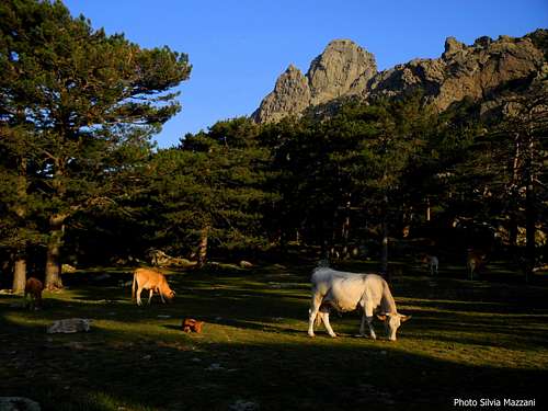 Scenery at foot of Punta di l'Acellu