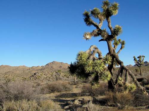 On Quail Springs Trail