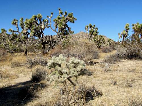 On Big Foot Trail