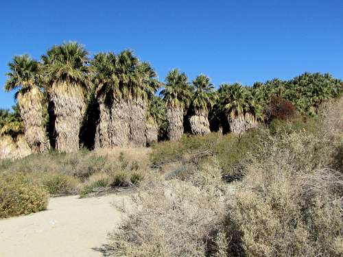 Coachella Valley Preserve, 1000 Palms Oasis