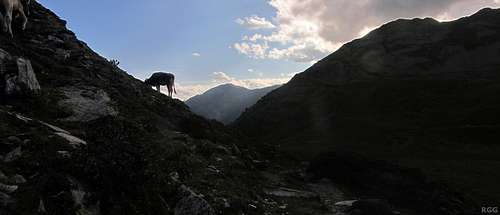 Grazing cow at the Tellajoch (2358m)