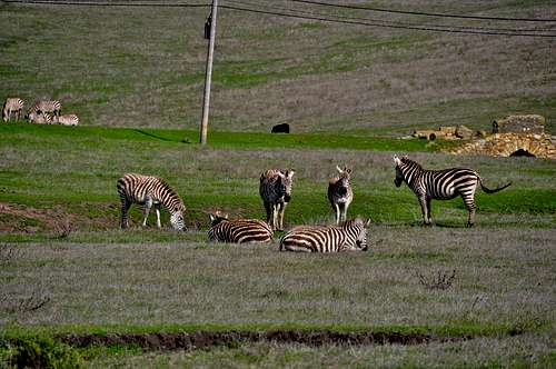 Zebras of California