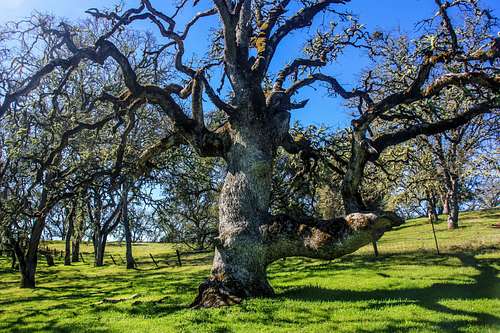 Old live oak