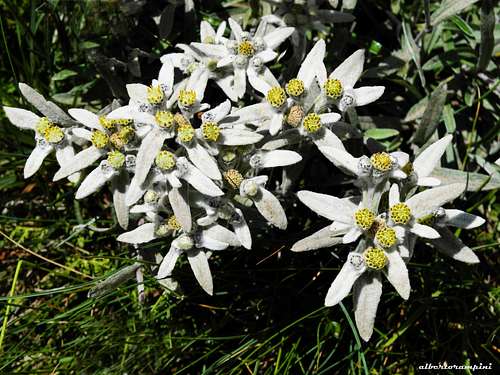 Flora of PNGP (Gran Paradiso National Park): Edelweiss
