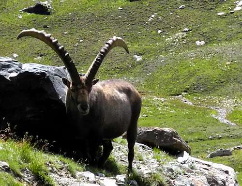 Male of Ibex (Gran Paradiso National Park)