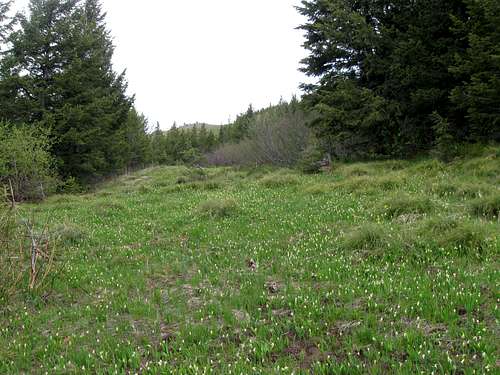 Meadow where I saw the black bear