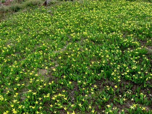 There were LOTS of Glacier Lilies!