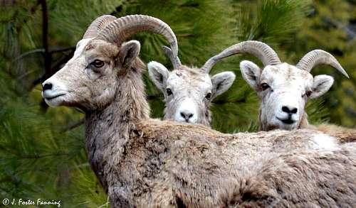 Mountain Wildlife - Bighorn Ewes