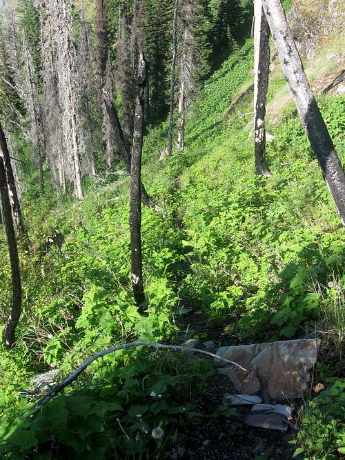 Elk Trail