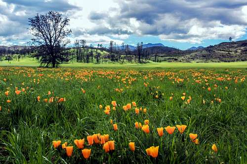Spring in Coyote Valley