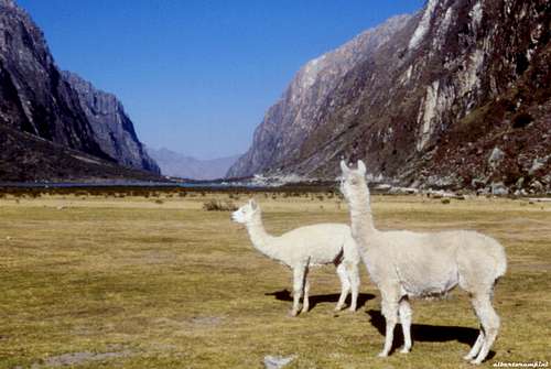 Lamas in Llanganuco