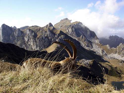 Wildlife in Chablais massif